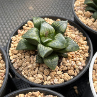 3'' Haworthia Comptoniana Painted Skin, Rare Live Succulent Plants