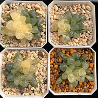 2'' Haworthia Cooperi OH Variegated, Rare Live Succulent Plants