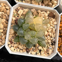 2'' Haworthia Cooperi OH Variegated, Rare Live Succulent Plants