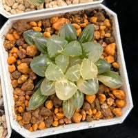 2'' Haworthia Cooperi OH Variegated, Rare Live Succulent Plants
