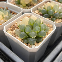 2'' Haworthia Cooperi OH Variegated, Rare Live Succulent Plants