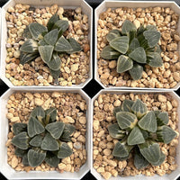 2'' Haworthia Pygmaea Round Leaves Variegated, Rare Live Succulent Plants