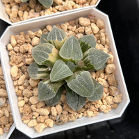 2'' Haworthia Pygmaea Round Leaves Variegated, Rare Live Succulent Plants