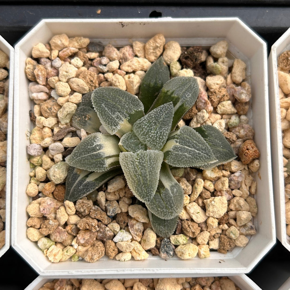 2'' Haworthia Pygmaea Round Leaves Variegated, Rare Live Succulent Plants