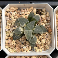 2'' Haworthia Pygmaea Round Leaves Variegated, Rare Live Succulent Plants