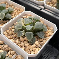 2'' Haworthia Pygmaea Round Leaves Variegated, Rare Live Succulent Plants