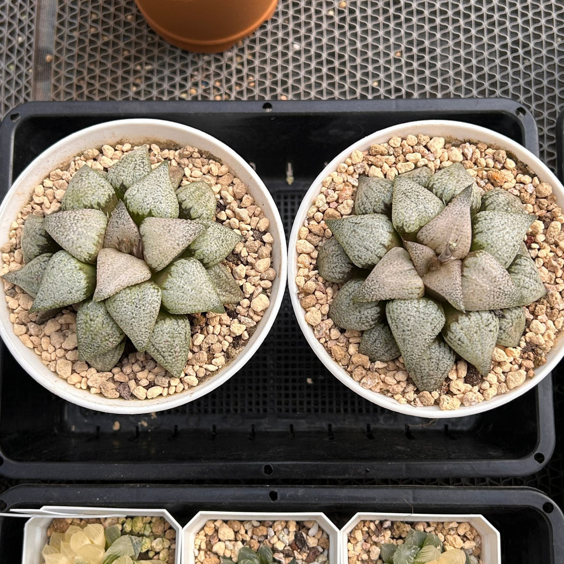 4'' Haworthia Picta Wine Glass Variegated, Rare Live Succulent Plants