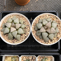 4'' Haworthia Picta Wine Glass Variegated, Rare Live Succulent Plants