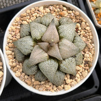 4'' Haworthia Picta Wine Glass Variegated, Rare Live Succulent Plants