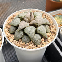 4'' Haworthia Picta Wine Glass Variegated, Rare Live Succulent Plants
