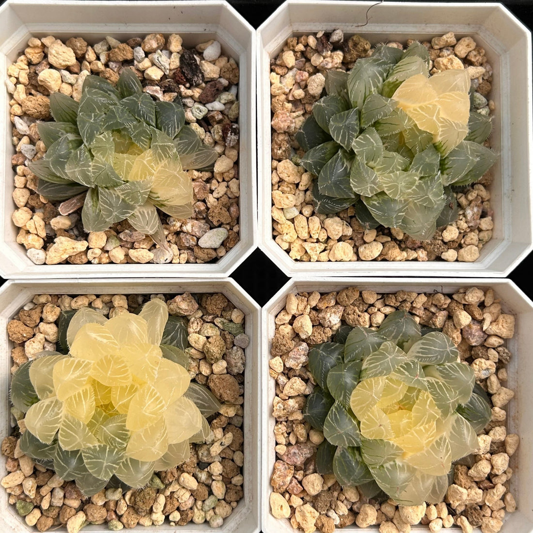 2'' Haworthia Cooperi Isatis Indigofera Variegated, Rare Live Succulent Plants