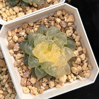 2'' Haworthia Cooperi Isatis Indigofera Variegated, Rare Live Succulent Plants