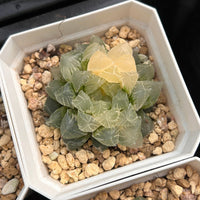 2'' Haworthia Cooperi Isatis Indigofera Variegated, Rare Live Succulent Plants