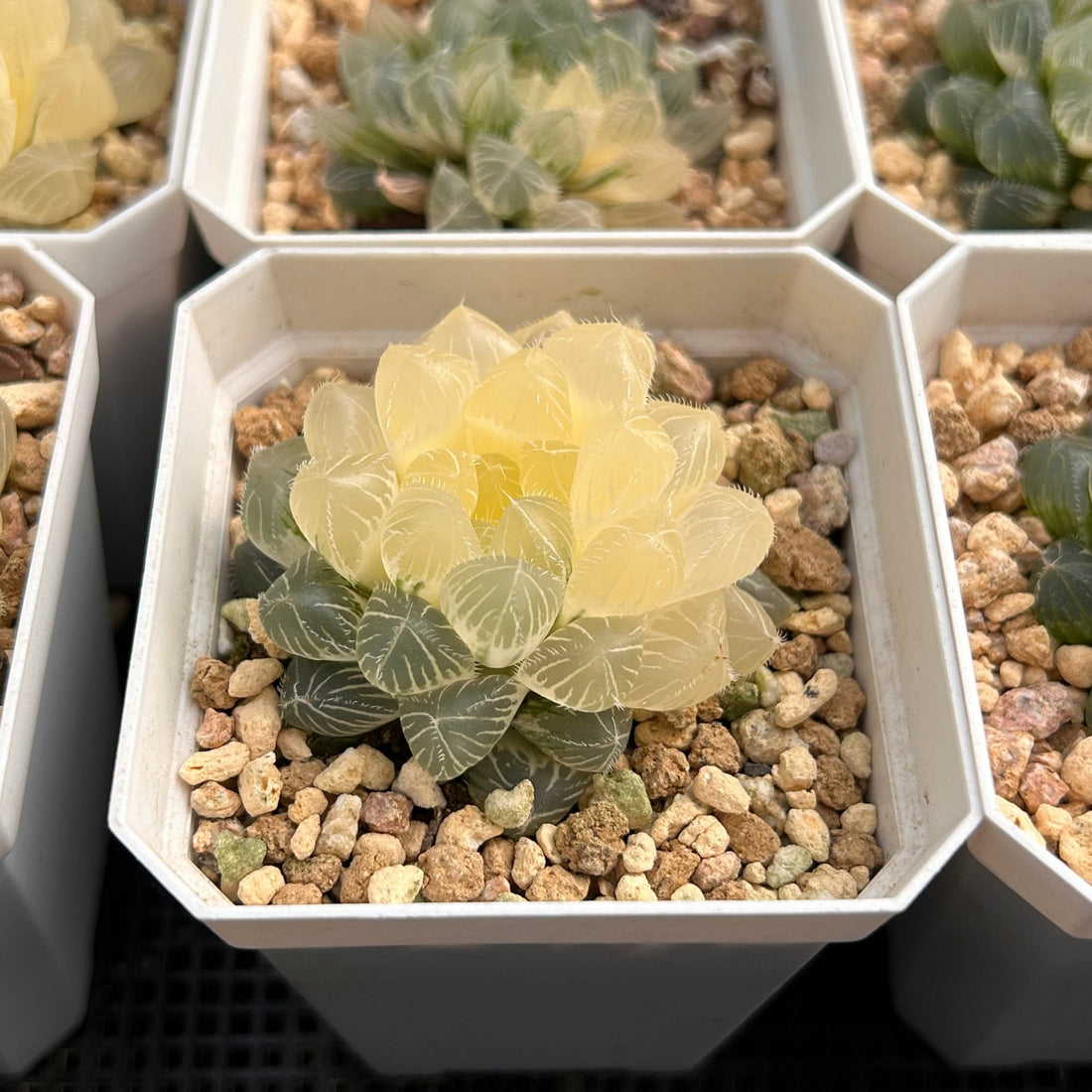 2'' Haworthia Cooperi Isatis Indigofera Variegated, Rare Live Succulent Plants