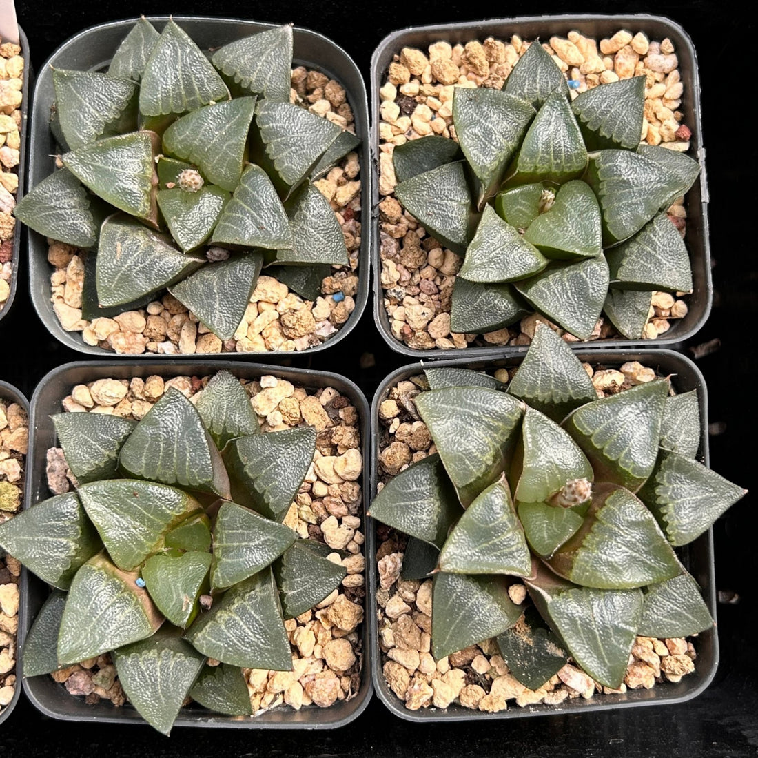 3'' Haworthia Correcta Nakajima, Rare Live Succulent Plants