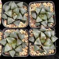 3'' Haworthia Correcta Nakajima, Rare Live Succulent Plants