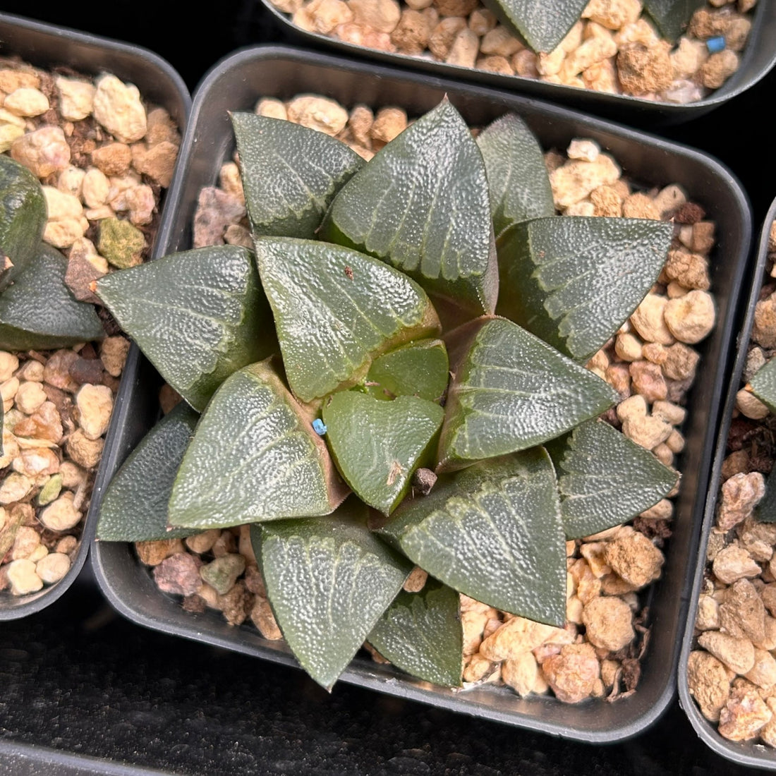 3'' Haworthia Correcta Nakajima, Rare Live Succulent Plants