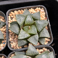 3'' Haworthia Correcta Nakajima, Rare Live Succulent Plants