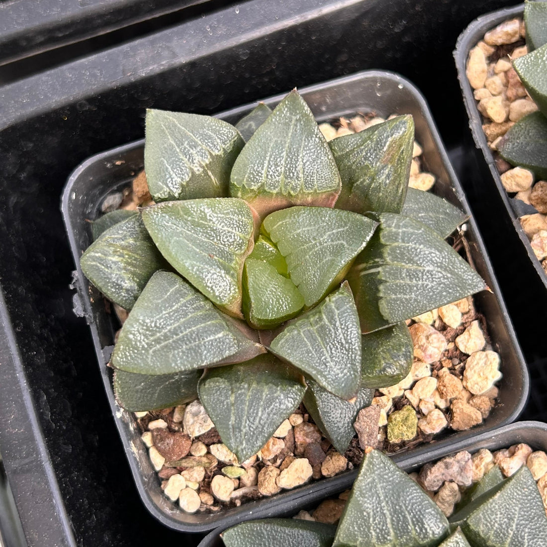 3'' Haworthia Correcta Nakajima, Rare Live Succulent Plants