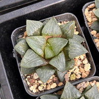 3'' Haworthia Correcta Nakajima, Rare Live Succulent Plants
