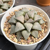 4'' Haworthia Picta Moonlight Goddess Variegated, Rare Live Succulent Plants