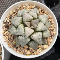4'' Haworthia Picta Moonlight Goddess Variegated, Rare Live Succulent Plants