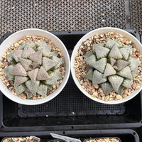 4'' Haworthia Picta Moonlight Goddess Variegated, Rare Live Succulent Plants