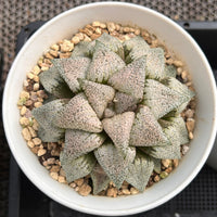 4'' Haworthia Picta Moonlight Goddess Variegated, Rare Live Succulent Plants