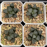 2'' Haworthia Correcta Pearl Cloud, Rare Live Succulent Plants