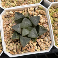 2'' Haworthia Correcta Pearl Cloud, Rare Live Succulent Plants