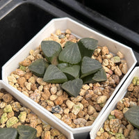 2'' Haworthia Correcta Pearl Cloud, Rare Live Succulent Plants