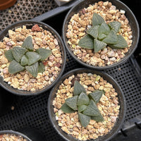 2'' Haworthia Correcta Pink Sweetheart, Rare Live Succulent Plants