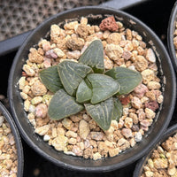 2'' Haworthia Correcta Pink Sweetheart, Rare Live Succulent Plants