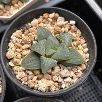 2'' Haworthia Correcta Pink Sweetheart, Rare Live Succulent Plants