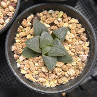 2'' Haworthia Correcta Pink Sweetheart, Rare Live Succulent Plants