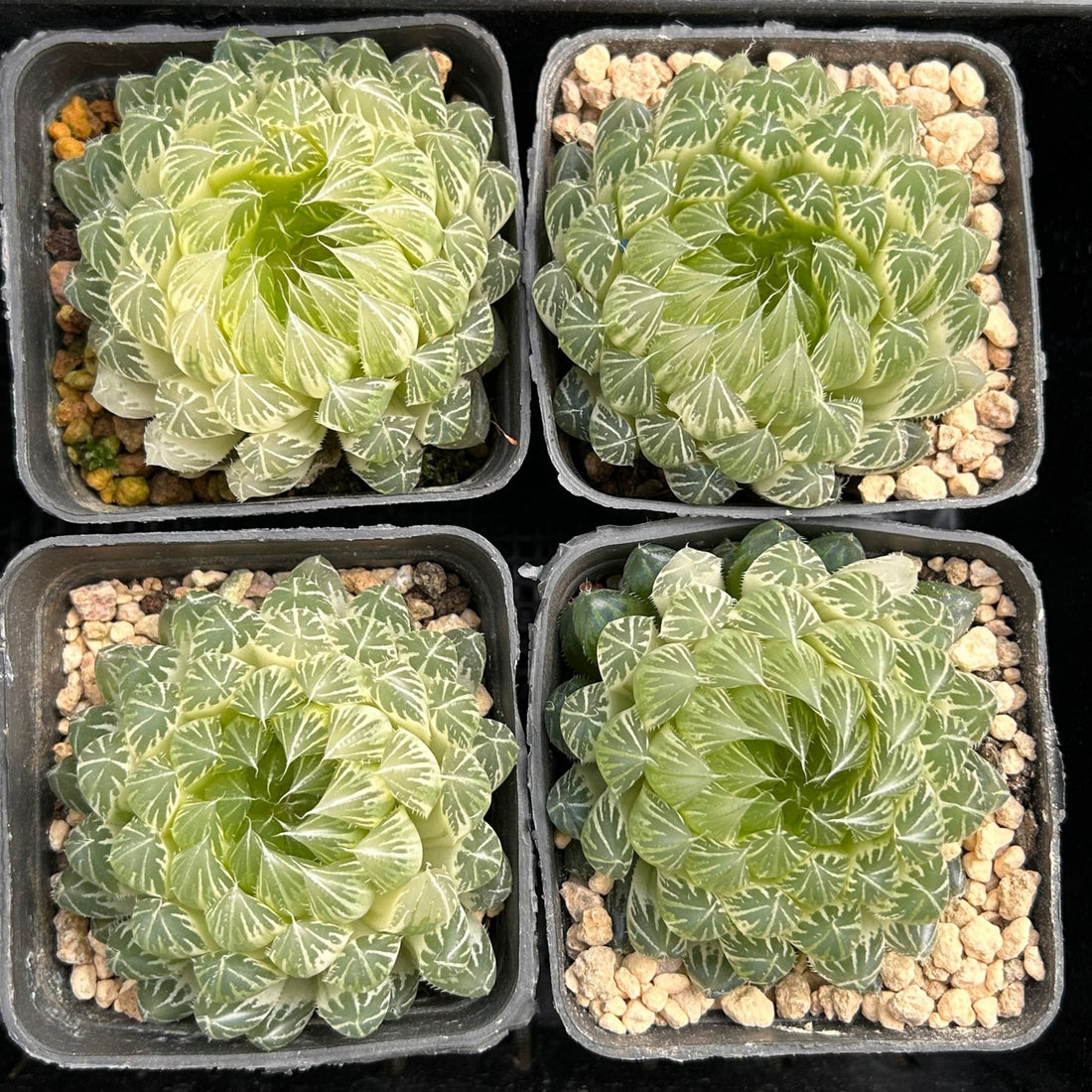 2.5'' Haworthia Cooperi Butterfly Variegated, Rare Live Succulent Plants