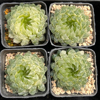 2.5'' Haworthia Cooperi Butterfly Variegated, Rare Live Succulent Plants