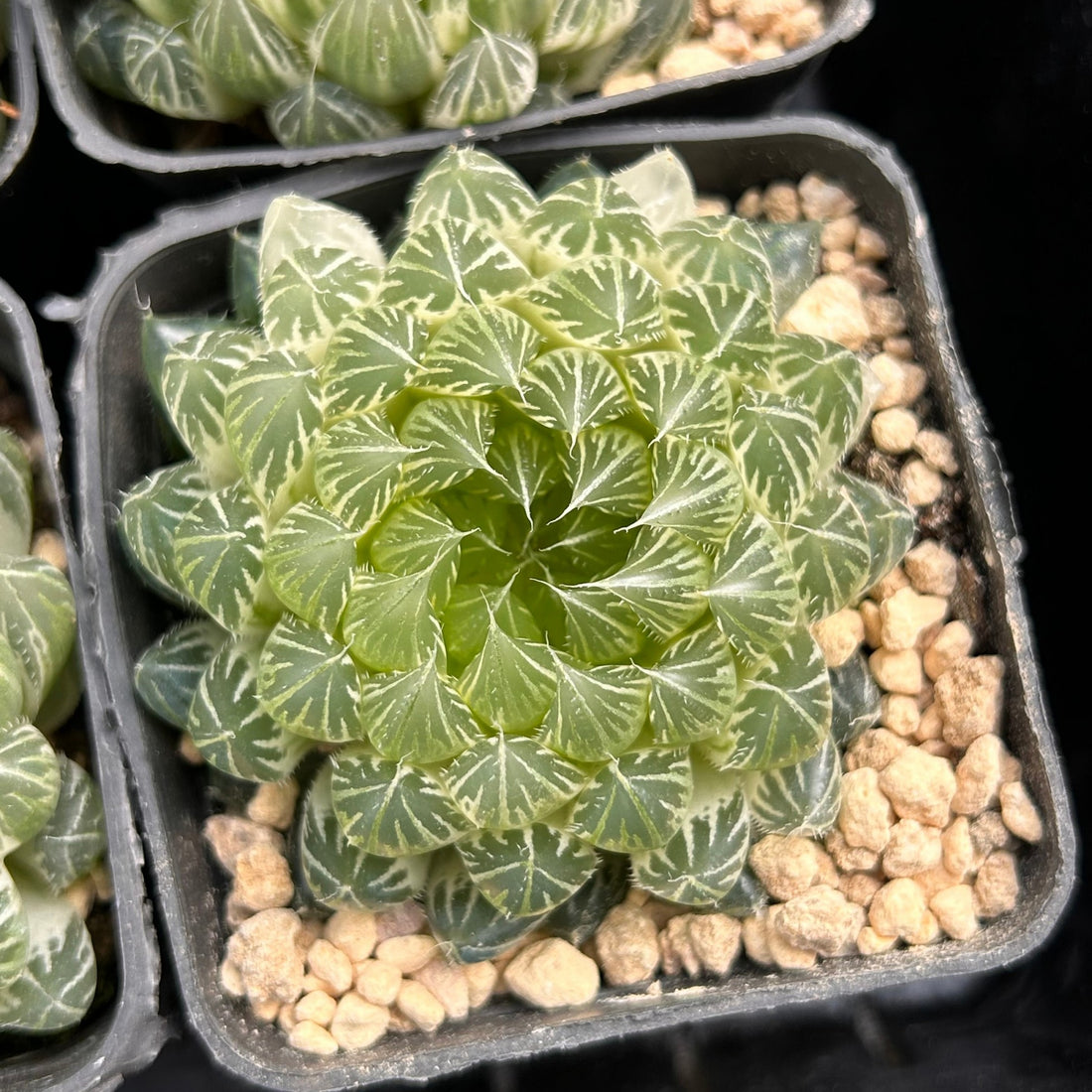 2.5'' Haworthia Cooperi Butterfly Variegated, Rare Live Succulent Plants