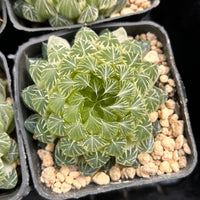 2.5'' Haworthia Cooperi Butterfly Variegated, Rare Live Succulent Plants
