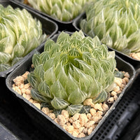 2.5'' Haworthia Cooperi Butterfly Variegated, Rare Live Succulent Plants