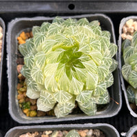 2.5'' Haworthia Cooperi Butterfly Variegated, Rare Live Succulent Plants