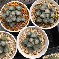 2.5'' Haworthia Maughanii Green Mountain, Rare Live Succulent Plants