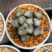 2.5'' Haworthia Maughanii Green Mountain, Rare Live Succulent Plants