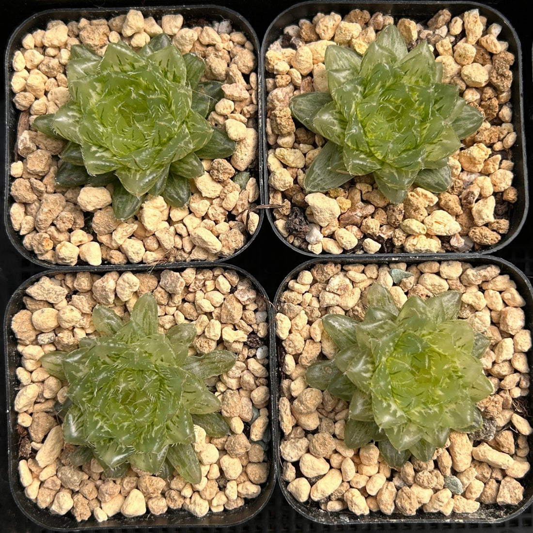2'' Haworthia Cooperi Cuiyun Variegated, Rare Live Succulent Plants