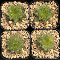 2'' Haworthia Cooperi Cuiyun Variegated, Rare Live Succulent Plants