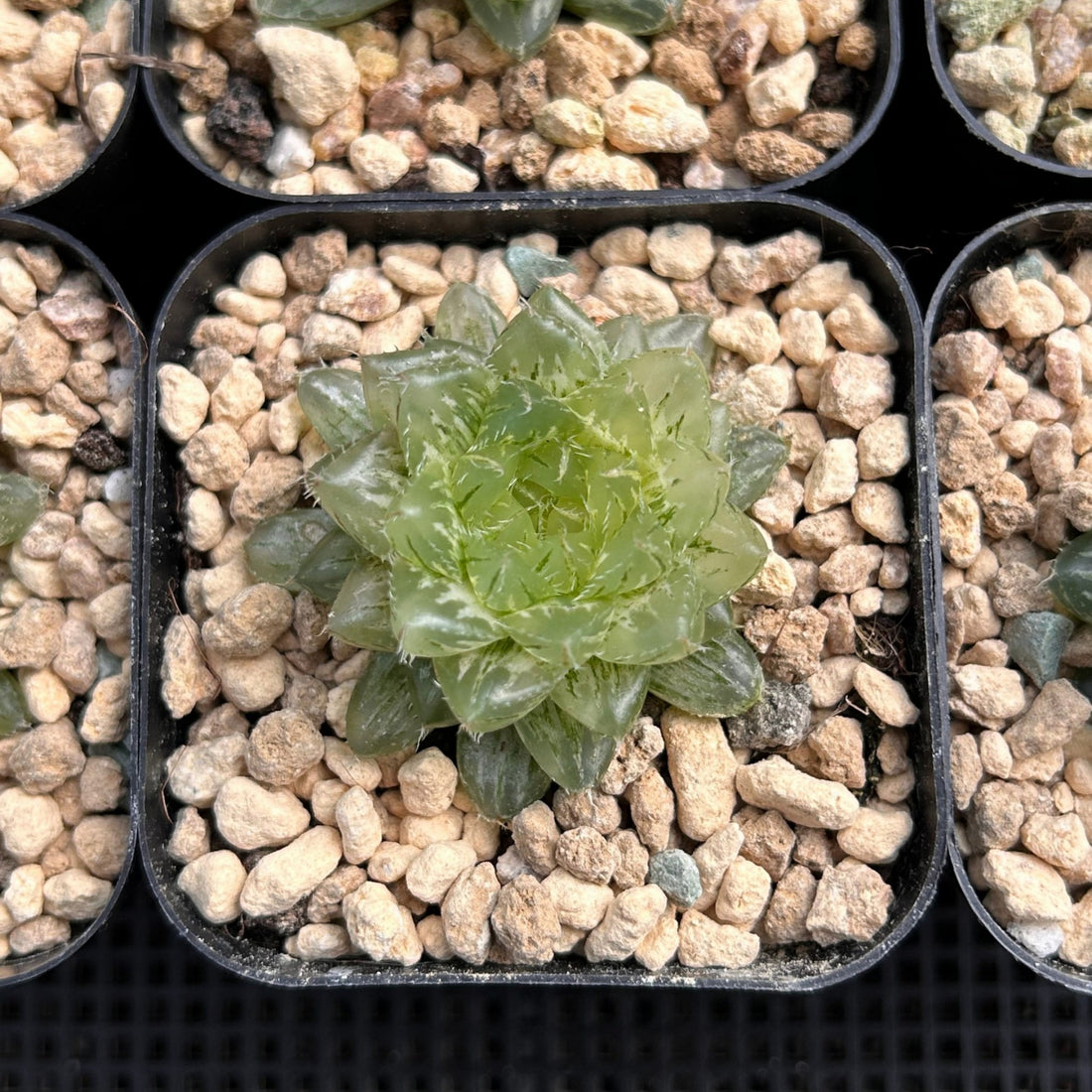 2'' Haworthia Cooperi Cuiyun Variegated, Rare Live Succulent Plants