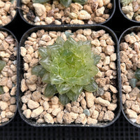 2'' Haworthia Cooperi Cuiyun Variegated, Rare Live Succulent Plants
