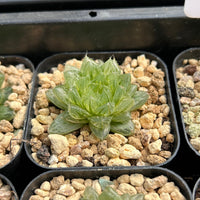 2'' Haworthia Cooperi Cuiyun Variegated, Rare Live Succulent Plants