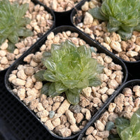 2'' Haworthia Cooperi Cuiyun Variegated, Rare Live Succulent Plants