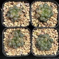 2'' Haworthia Cooperi Plastic Skin Variegated, Rare Live Succulent Plants
